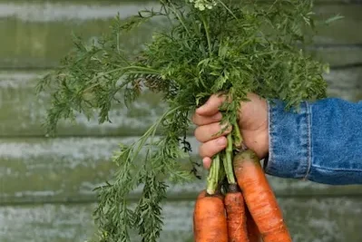 Cultivar y Plantar Zanahorias. Desde La Siembra A La Cosecha. Guia Completa