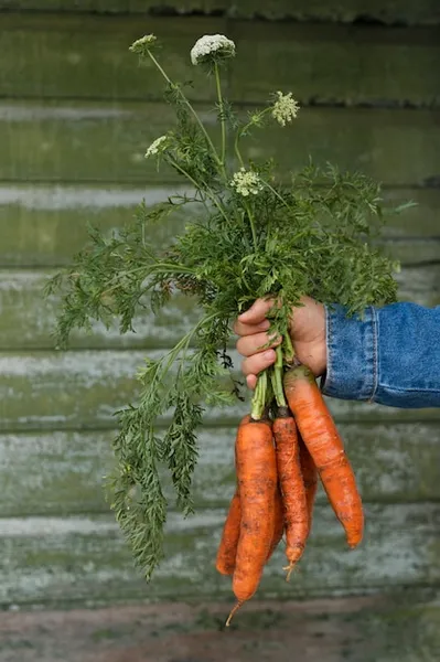 Cultivar y Plantar Zanahorias. Desde La Siembra A La Cosecha. Guia Completa