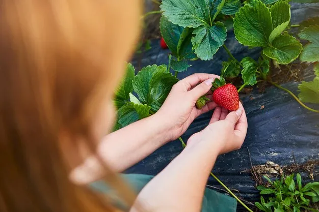 cultivo de fresas, aprende a plantar fresas en casa o en el huerto