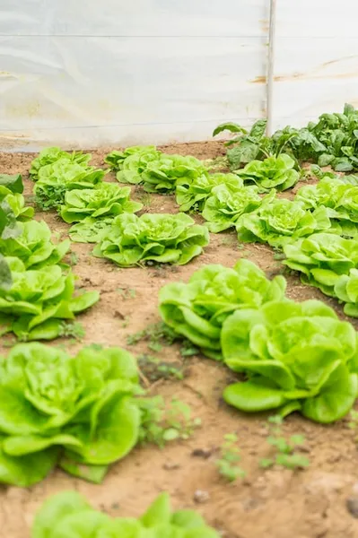 cultivo de lechuga, aclareo y repicado para una cosecha exitosa