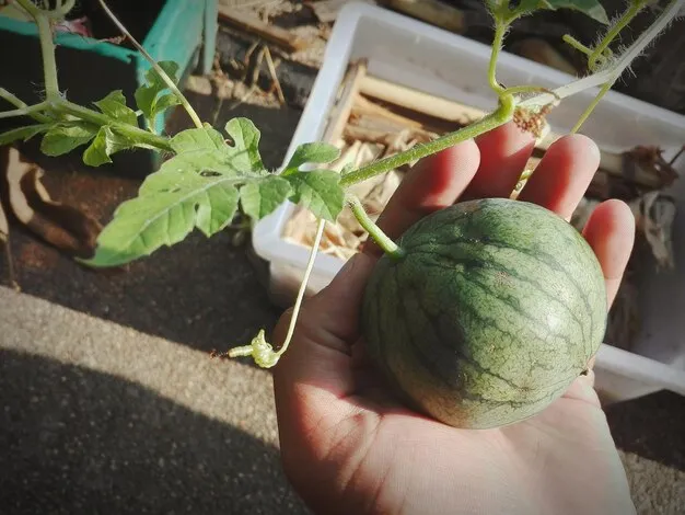 cultivo de la sandía: cómo sembrar en casa fácilmente