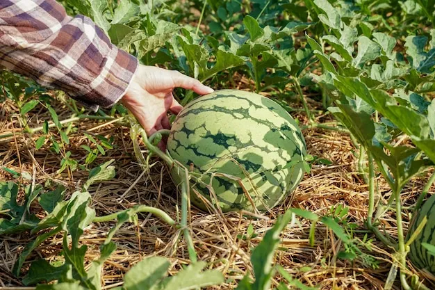 Cultivo De La Sandia Como Sembrar En Casa