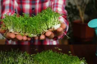 Cultivo Del Hiperico O Hierba De San Juan. Como Y Cuando Sembrar O Plantar En El Huerto