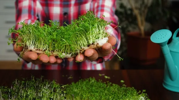 Cultivo Del Hiperico O Hierba De San Juan. Como Y Cuando Sembrar O Plantar En El Huerto