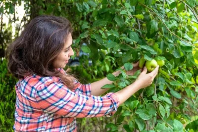 Cultivo Del Kiwino. Como Y Cuando Plantar El Mini Kiwi