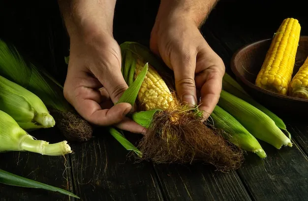 cultivo del maíz y cómo sembrar en la huerta, consejos prácticos