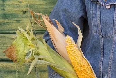 Cultivo Del Maiz Como sembrar En La Huerta