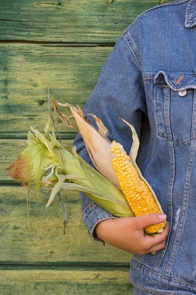 Cultivo Del Maiz Como sembrar En La Huerta