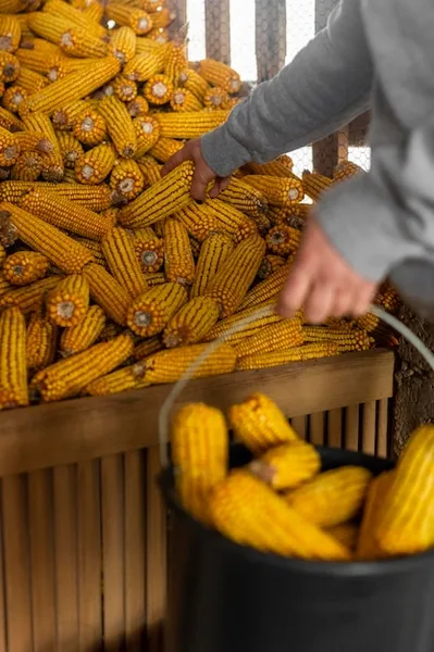 cultivo del maíz en colombia, aprende cuándo y cómo sembrarlo