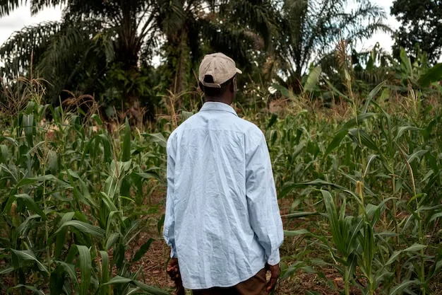 cultivo del maíz en colombia, aprende cuándo y cómo sembrarlo