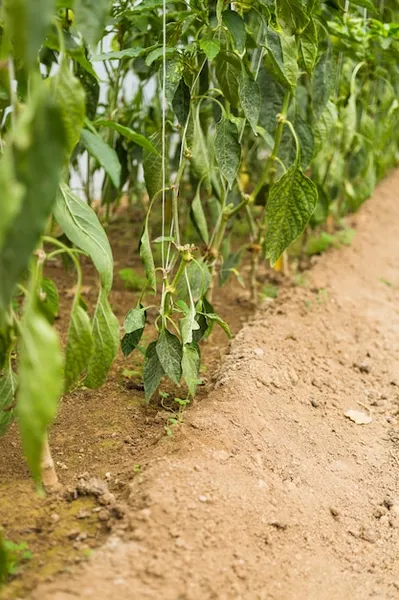 cultivo de guisantes, cómo lograr una cosecha exitosa de chícharos o arvejas