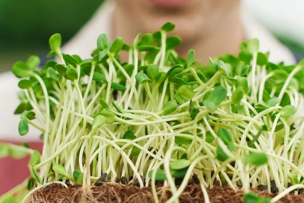 cultivo de rúcula en nuestro huerto, aprende a sembrar y plantar fácilmente