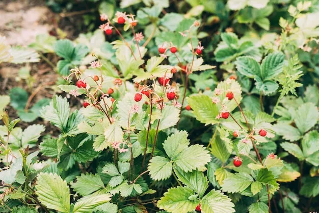 fresas silvestres o fresas del bosque, todo sobre su cultivo en colombia