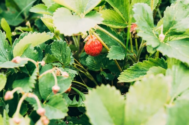 fresas silvestres o fresas del bosque, todo sobre su cultivo en colombia