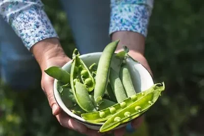 Guia Completa Del Cultivo De Las Judias Verdes frijoles ejotes chauchas porotos