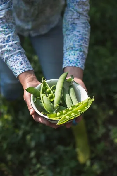 Guia Completa Del Cultivo De Las Judias Verdes frijoles ejotes chauchas porotos