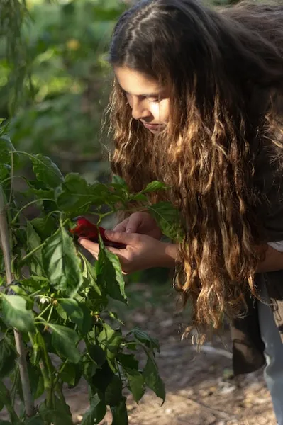 cultivar judías verdes, todo lo que necesitas saber para tus chauchas