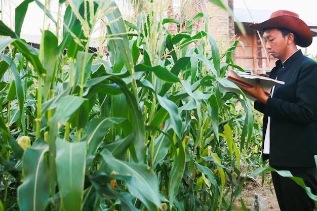 Guia Completa Del Cultivo Del Maiz En El Huerto