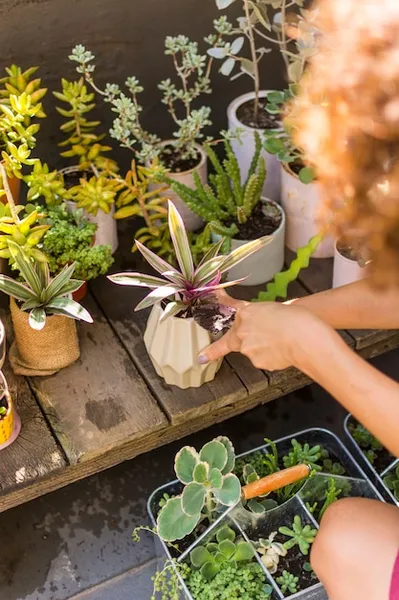 Huerto Urbano. Como Empezar A Plantar En Casa