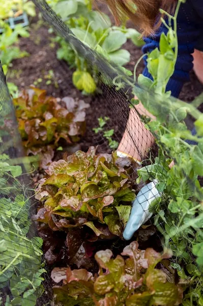 lechuga batavia, descubre esta variedad y cómo cultivarla en tu huerto