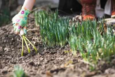 Plantar Ajos. Guia Del Cultivo de Ajos Desde Sembrar a Recolectar