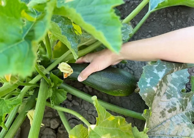 plantar calabacín, todos los secretos para un cultivo exitoso