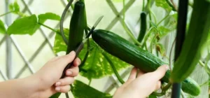 Plantar Calabacin. Guia Completa Del Cultivo De Calabacin o Zucchini