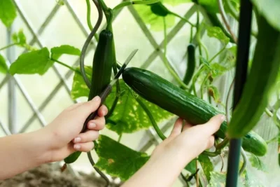 Plantar Calabacin. Guia Completa Del Cultivo De Calabacin o Zucchini