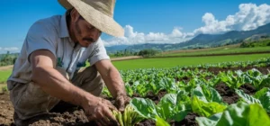 Plantar Calcots. Como Y Cuando Comenzar Con Este Cultivo