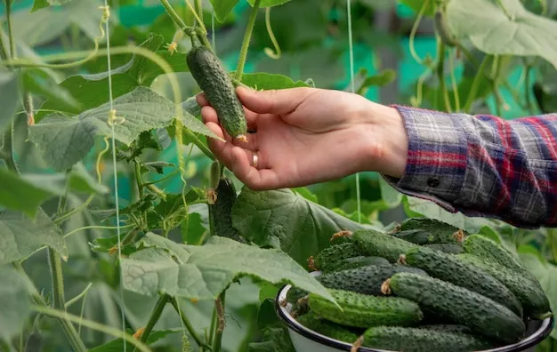 plantar pepinos en tu huerta, descubre los trucos para mejorar tu cosecha