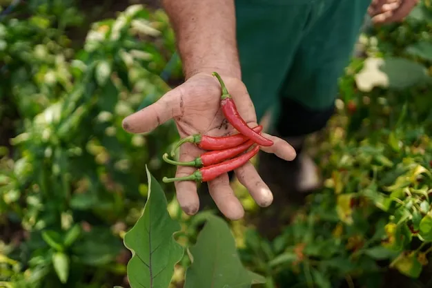 plantar pimientos en colombia, consejos para sembrar y cuidar tus cultivos