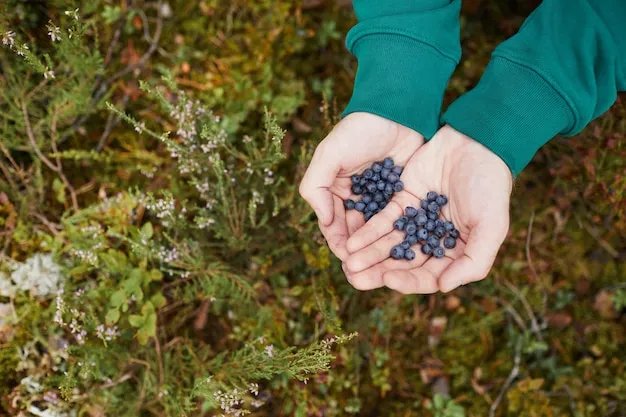 plantar arándanos en tu huerto, aprende a cultivar este arbusto frutal