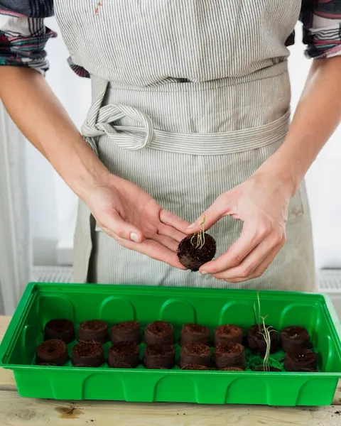 problemas en el semillero con plantas ahiladas, qué hacer