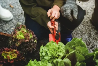 Que Plantar En Diciembre. Hortalizas Que Se Pueden Sembrar En Diciembre