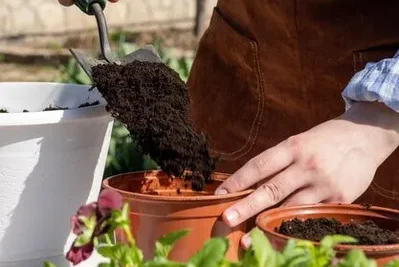 Que Se Puede Plantar En Septiembre Y Sembrar En Este Mes En El Huerto