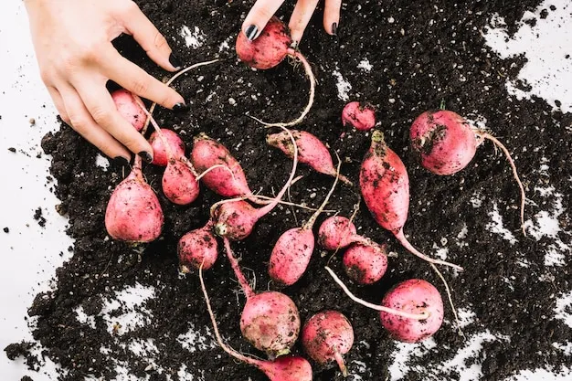 qué sembrar en noviembre, cultivos ideales para plantar