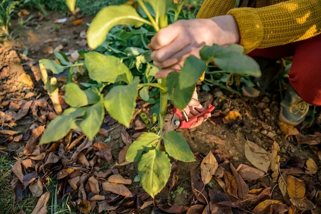 Que Sembrar Y Que Plantar En Febrero