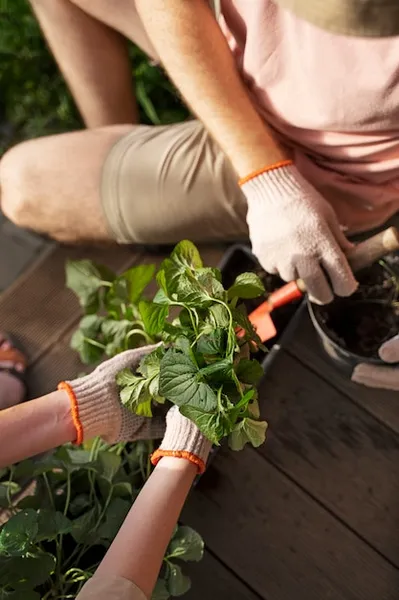 qué sembrar y qué plantar en julio en el huerto, consejos prácticos para aprovechar la temporada