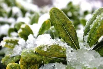 Remedios Para Combatir Las Heladas Y El Frio En La Huerta En Invierno