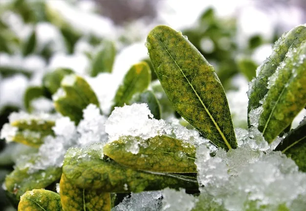 Remedios Para Combatir Las Heladas Y El Frio En La Huerta En Invierno