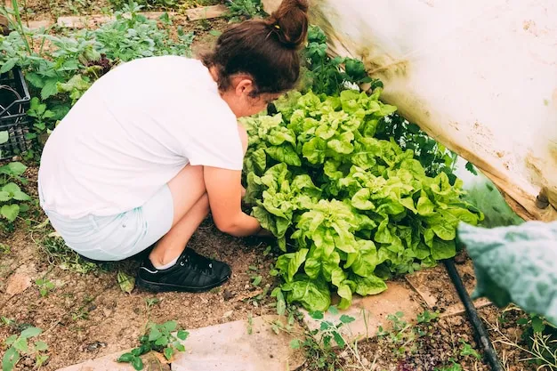 sembrar y plantar lechuga en el huerto, técnicas y consejos prácticos