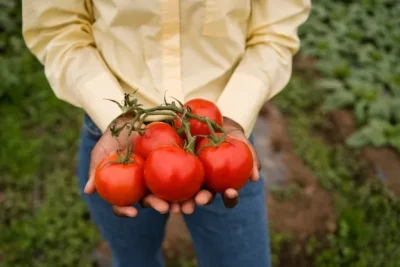 Tomate Tres Cantos. Cuidados Y Necesidades Del Cultivo