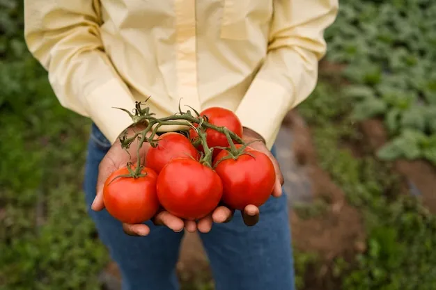 Tomate Tres Cantos. Cuidados Y Necesidades Del Cultivo