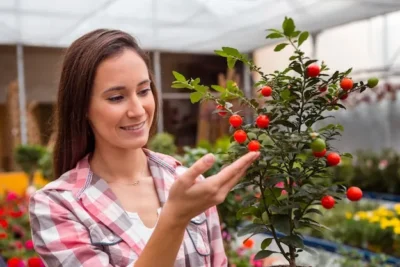 Tomates Cherry. Que Es Y Como Plantar Cherrys En Macetas o En El Huerto